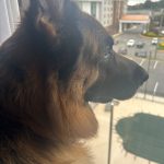 jax